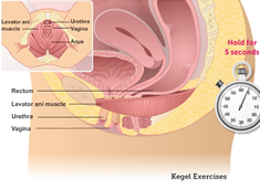 Kegal Excercises